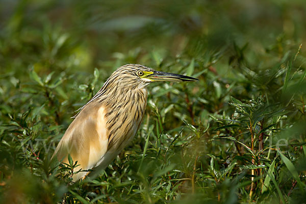 Rallenreiher (Ardeola ralloides)