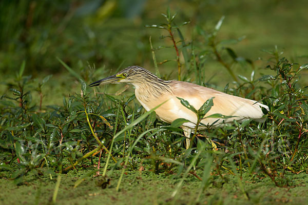 Rallenreiher (Ardeola ralloides)