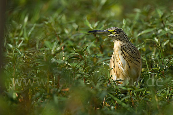 Rallenreiher (Ardeola ralloides)