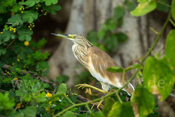 Rallenreiher (Ardeola ralloides)