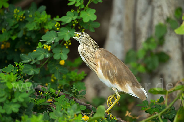 Rallenreiher (Ardeola ralloides)