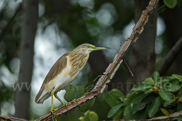 Rallenreiher (Ardeola ralloides)