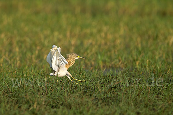 Rallenreiher (Ardeola ralloides)