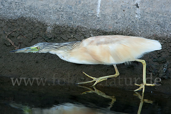 Rallenreiher (Ardeola ralloides)