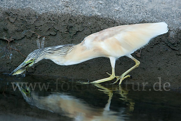 Rallenreiher (Ardeola ralloides)