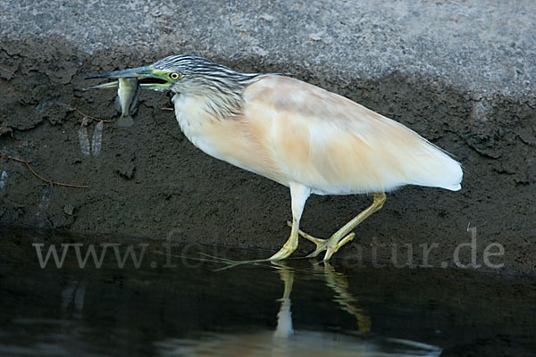 Rallenreiher (Ardeola ralloides)