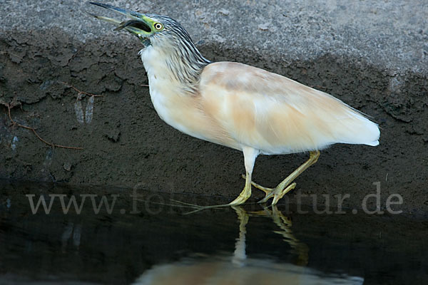 Rallenreiher (Ardeola ralloides)