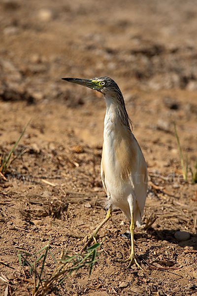 Rallenreiher (Ardeola ralloides)