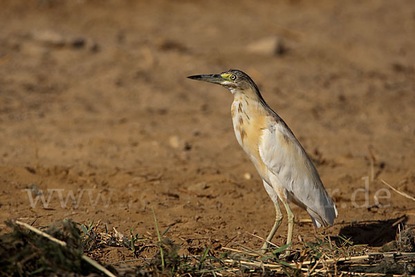 Rallenreiher (Ardeola ralloides)