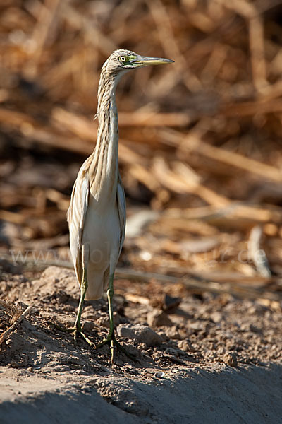 Rallenreiher (Ardeola ralloides)