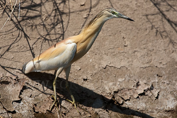 Rallenreiher (Ardeola ralloides)