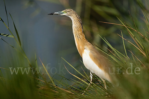 Rallenreiher (Ardeola ralloides)