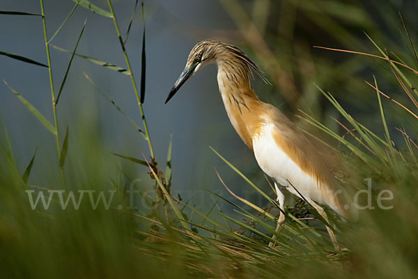 Rallenreiher (Ardeola ralloides)