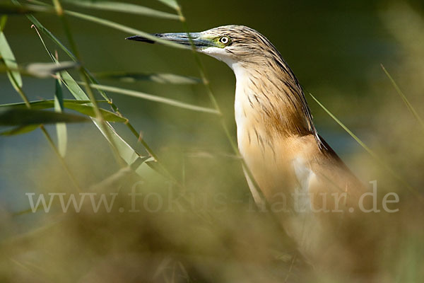 Rallenreiher (Ardeola ralloides)