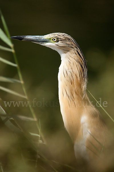 Rallenreiher (Ardeola ralloides)