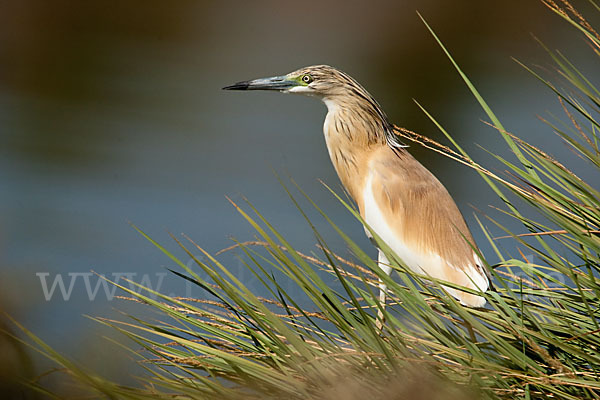 Rallenreiher (Ardeola ralloides)