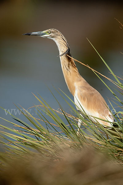 Rallenreiher (Ardeola ralloides)