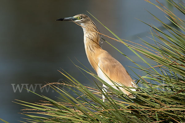 Rallenreiher (Ardeola ralloides)