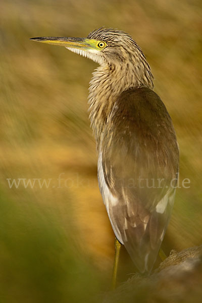 Rallenreiher (Ardeola ralloides)