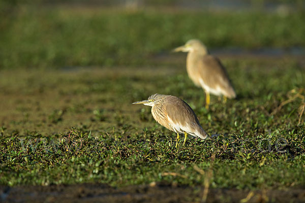 Rallenreiher (Ardeola ralloides)