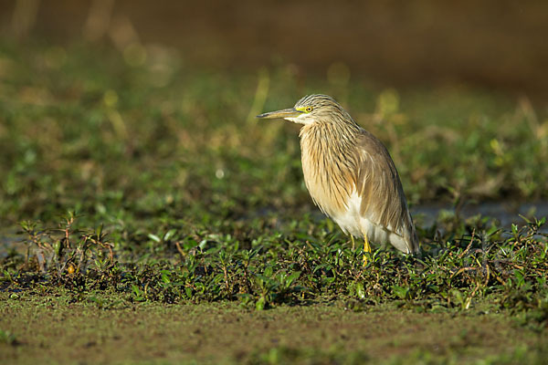 Rallenreiher (Ardeola ralloides)