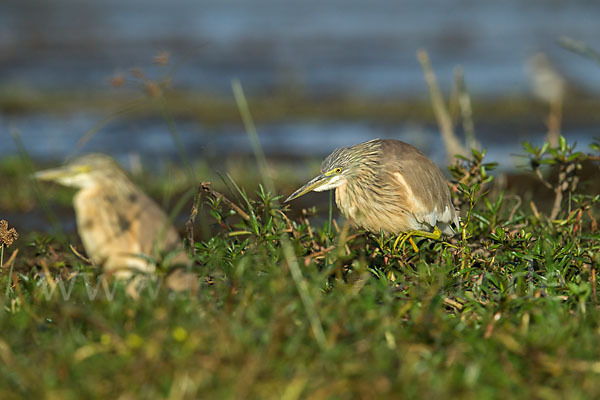 Rallenreiher (Ardeola ralloides)