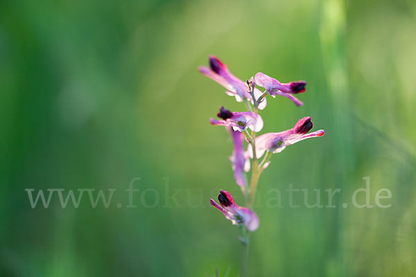 Ranken-Erdrauch (Fumaria capreolata)