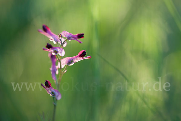 Ranken-Erdrauch (Fumaria capreolata)