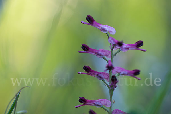 Ranken-Erdrauch (Fumaria capreolata)