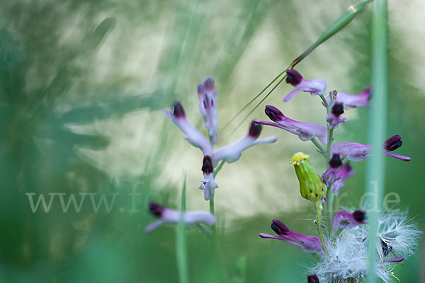 Ranken-Erdrauch (Fumaria capreolata)