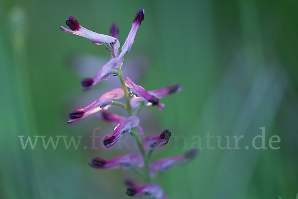 Ranken-Erdrauch (Fumaria capreolata)