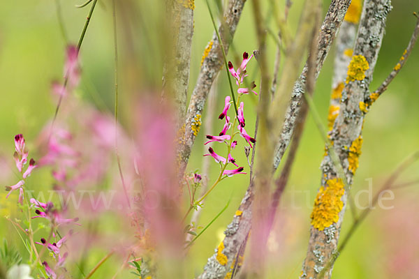 Ranken-Erdrauch (Fumaria capreolata)