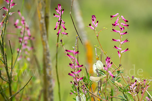 Ranken-Erdrauch (Fumaria capreolata)