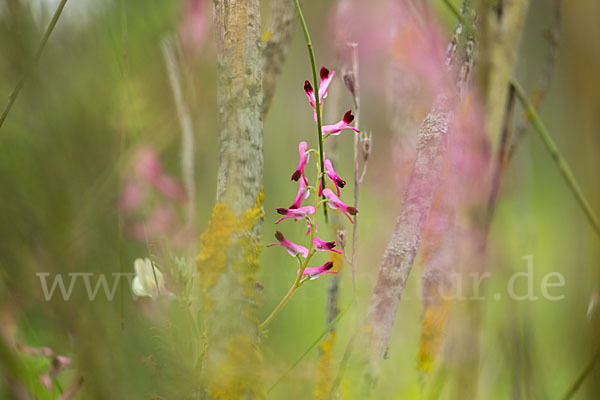 Ranken-Erdrauch (Fumaria capreolata)