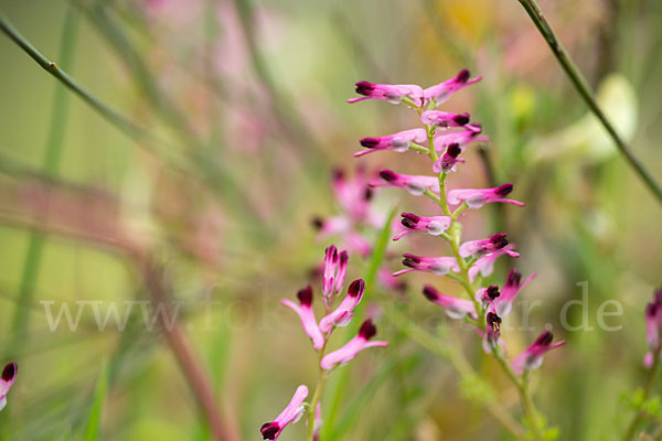 Ranken-Erdrauch (Fumaria capreolata)