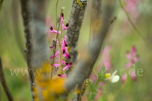 Ranken-Erdrauch (Fumaria capreolata)