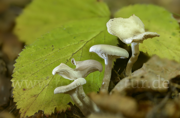 Ranziger Trichterling (Singerocybe phaeophthalma)