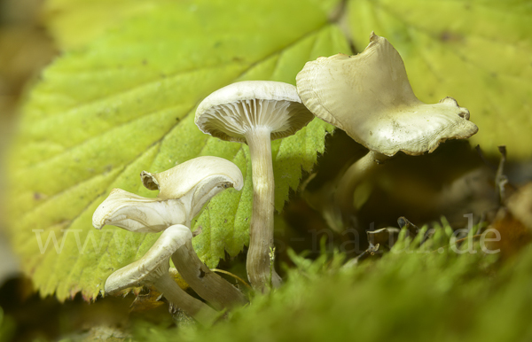 Ranziger Trichterling (Singerocybe phaeophthalma)