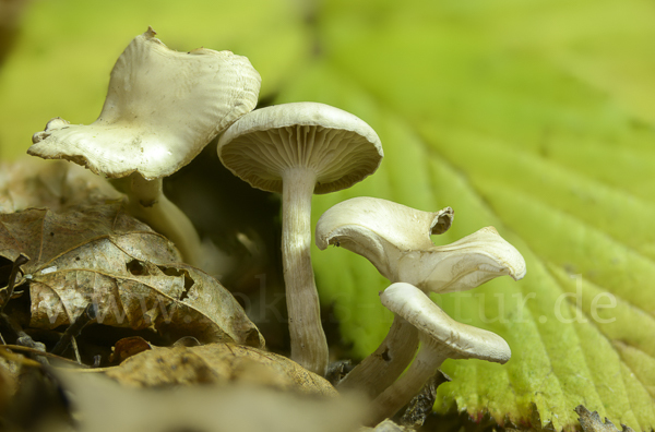 Ranziger Trichterling (Singerocybe phaeophthalma)