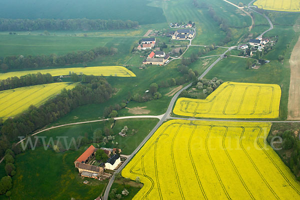 Raps (Brassica napus)