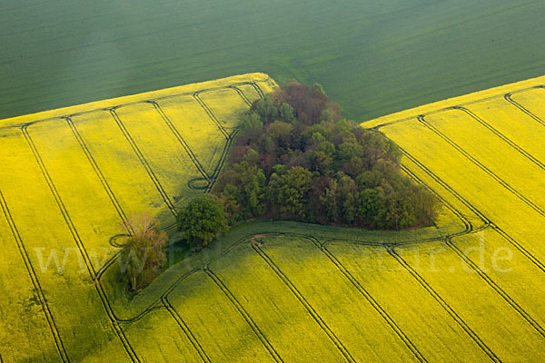 Raps (Brassica napus)