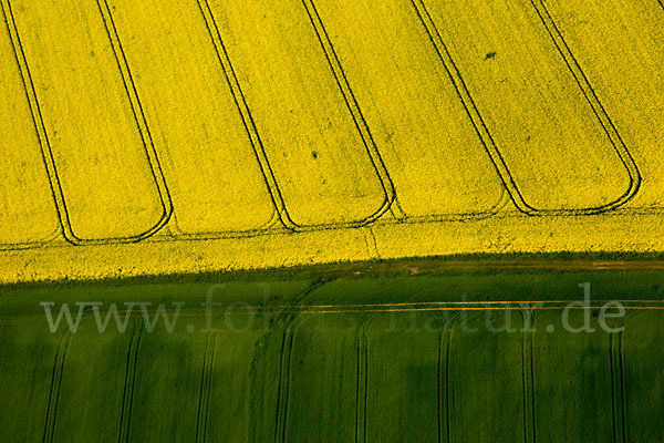 Raps (Brassica napus)