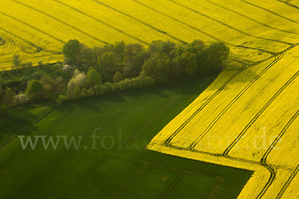 Raps (Brassica napus)