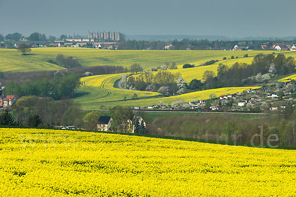 Raps (Brassica napus)