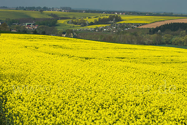 Raps (Brassica napus)