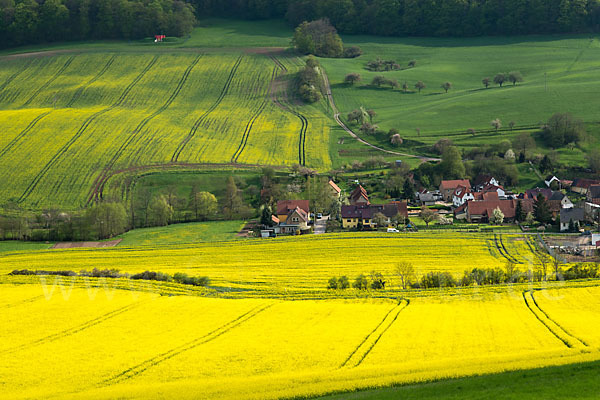 Raps (Brassica napus)