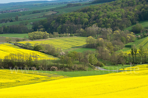 Raps (Brassica napus)