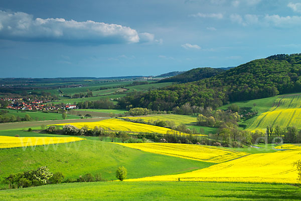 Raps (Brassica napus)