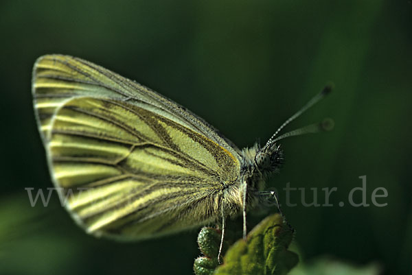 Rapsweißling (Pieris napi)