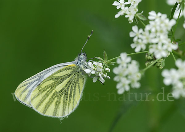 Rapsweißling (Pieris napi)